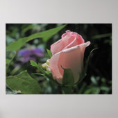 Bride's Dream Rose Bud Poster (Vorne)
