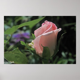 Bride's Dream Rose Bud Poster