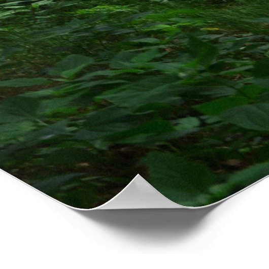 Bridge Arch Green Forest Poster 36" x 24" (Ecke)