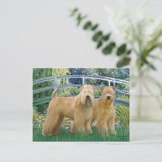 Bridge - Two Wheaten Terriers Postkarte (Stehend Vorderseite)
