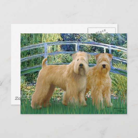 Bridge - Two Wheaten Terriers Postkarte (Vorne/Hinten)
