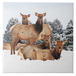 Bridger Mountains Kuh Elk Large 6" x 6" Fliese