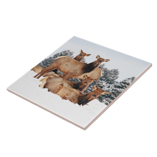 Bridger Mountains Kuh Elk Large 6" x 6" Fliese (Seite)