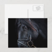 Bridled Black Stallion Face Postkarte (Vorne/Hinten)