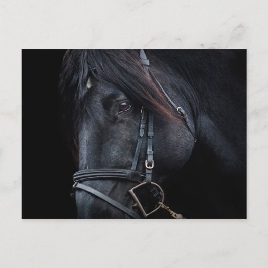 Bridled Black Stallion Face Postkarte (Vorderseite)