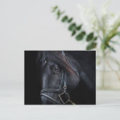 Bridled Black Stallion Face Postkarte (Stehend Vorderseite)