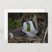 Bridled Postkarte (Vorne/Hinten)