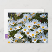 Briefkaart "veld vol madeliefjes" postkarte (Vorne/Hinten)