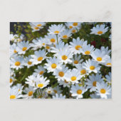 Briefkaart "veld vol madeliefjes" postkarte (Vorderseite)