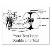 Briefmarke für Apple-Anatomie Gummistempel (Prägung)