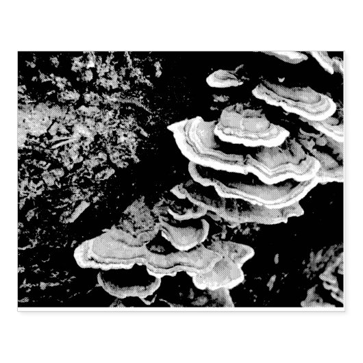 Briefmarke Shelf Fungus Rubber Gummistempel (Prägung)