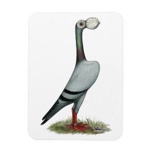 Brieftaube 2012 magnet