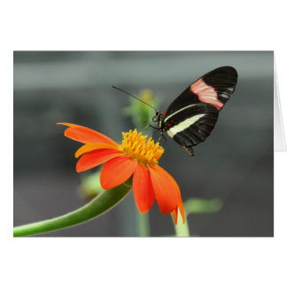 Briefträgerschmetterling
