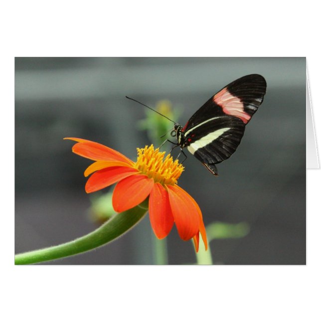 Briefträgerschmetterling (Vorderseite (Horizontal))