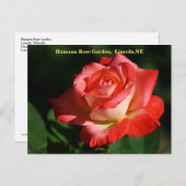 Brigadoon Rose Postcard HRG 400 2014 Postkarte (Vorne/Hinten)
