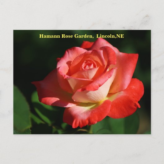 Brigadoon Rose Postcard HRG 400 2014 Postkarte (Vorderseite)
