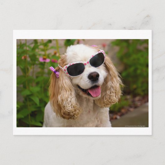 Brighed Your Day Postcard - Cocker Spaniel Postkarte (Vorderseite)