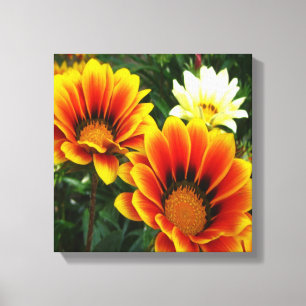 Bright African Daisies Leinwanddruck