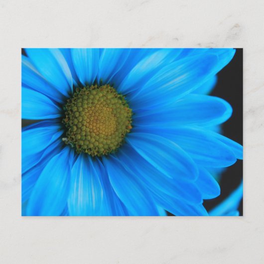 Bright Blue Daisy Postkarte (Vorderseite)