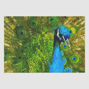Bright Blue & Green Peacock Feathers farbenfroher Seidenpapier