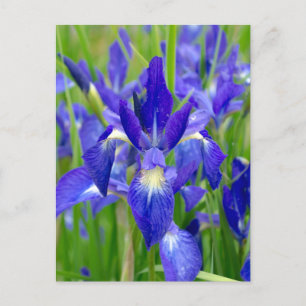 Bright Blue Iris Blume Postcard Postkarte