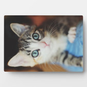 Bright Blue Mit Augen Kitten Fotoplatte (Vorderseite)