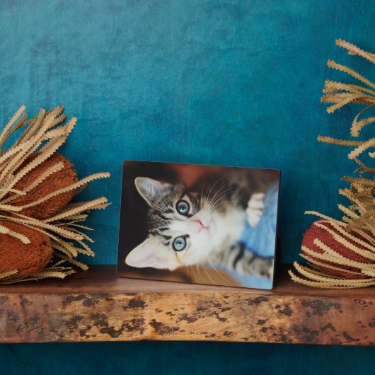 Bright Blue Mit Augen Kitten Fotoplatte (Seite)