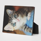 Bright Blue Mit Augen Kitten Fotoplatte (Seite)