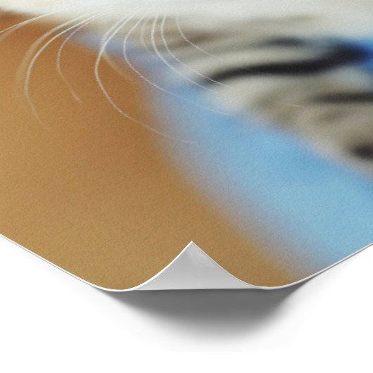 Bright Blue Mit Augen Kitten Poster (Ecke)