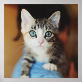 Bright Blue Mit Augen Kitten Poster (Vorne)
