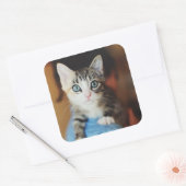 Bright Blue Mit Augen Kitten Quadratischer Aufkleber (Umschlag)