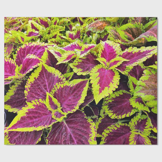 Bright Coleus Leaf Design Geschenkpapier (Flach)