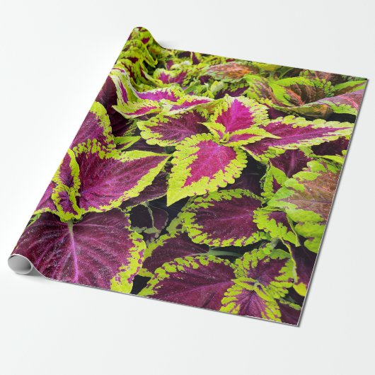 Bright Coleus Leaf Design Geschenkpapier (Ungerollt)