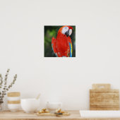 Bright Colored Parrot Poster (Küche)