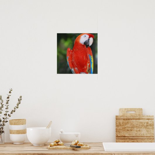Bright Colored Parrot Poster (Küche)