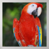 Bright Colored Parrot Poster (Vorne)