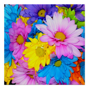 Bright Daisy Blume Mix Perfect Poster