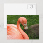 Bright Flamingo Postcard Postkarte (Vorne/Hinten)