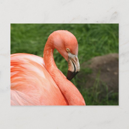 Bright Flamingo Postcard Postkarte (Vorderseite)