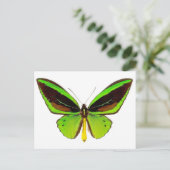 Bright Green Butterfly Postkarte (Stehend Vorderseite)
