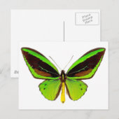 Bright Green Butterfly Postkarte (Vorne/Hinten)