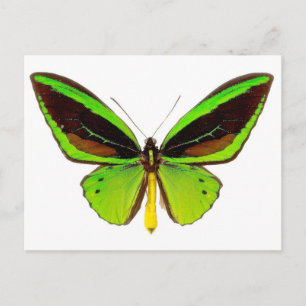 Bright Green Butterfly Postkarte