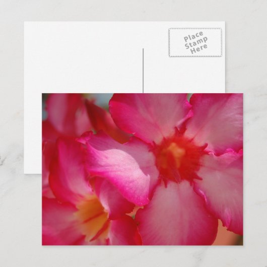 Bright Jamaica Postkarte (Vorne/Hinten)