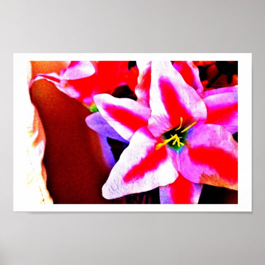 Bright Lily Poster (Vorne)