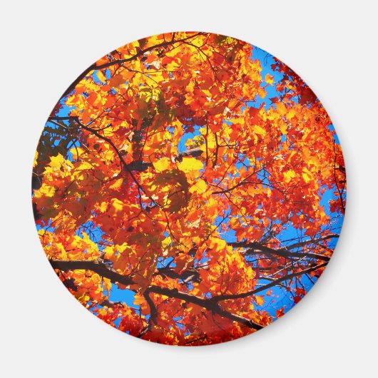 Bright Orange Autumn Leaves Foto Magnet (Vorne)