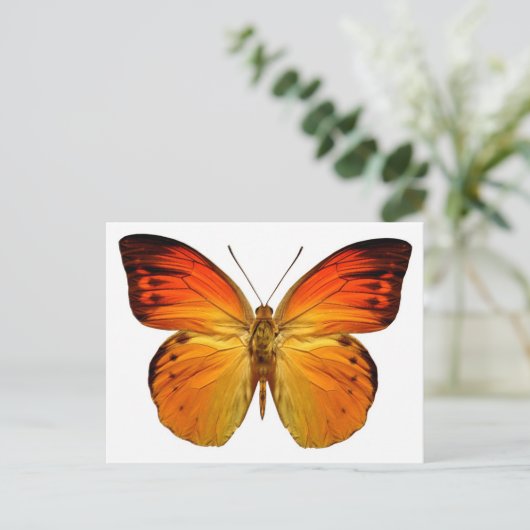 Bright Orange Butterfly Postkarte (Stehend Vorderseite)