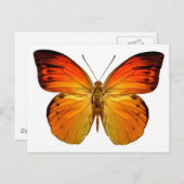 Bright Orange Butterfly Postkarte (Vorne/Hinten)