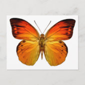 Bright Orange Butterfly Postkarte (Vorderseite)