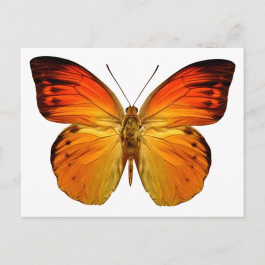 Bright Orange Butterfly Postkarte (Vorderseite)