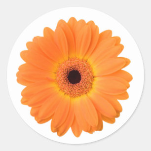 Bright Orange Gerbera Daisy Blume Runder Aufkleber